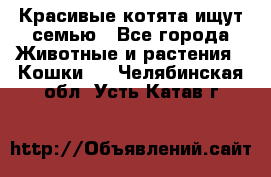 Красивые котята ищут семью - Все города Животные и растения » Кошки   . Челябинская обл.,Усть-Катав г.